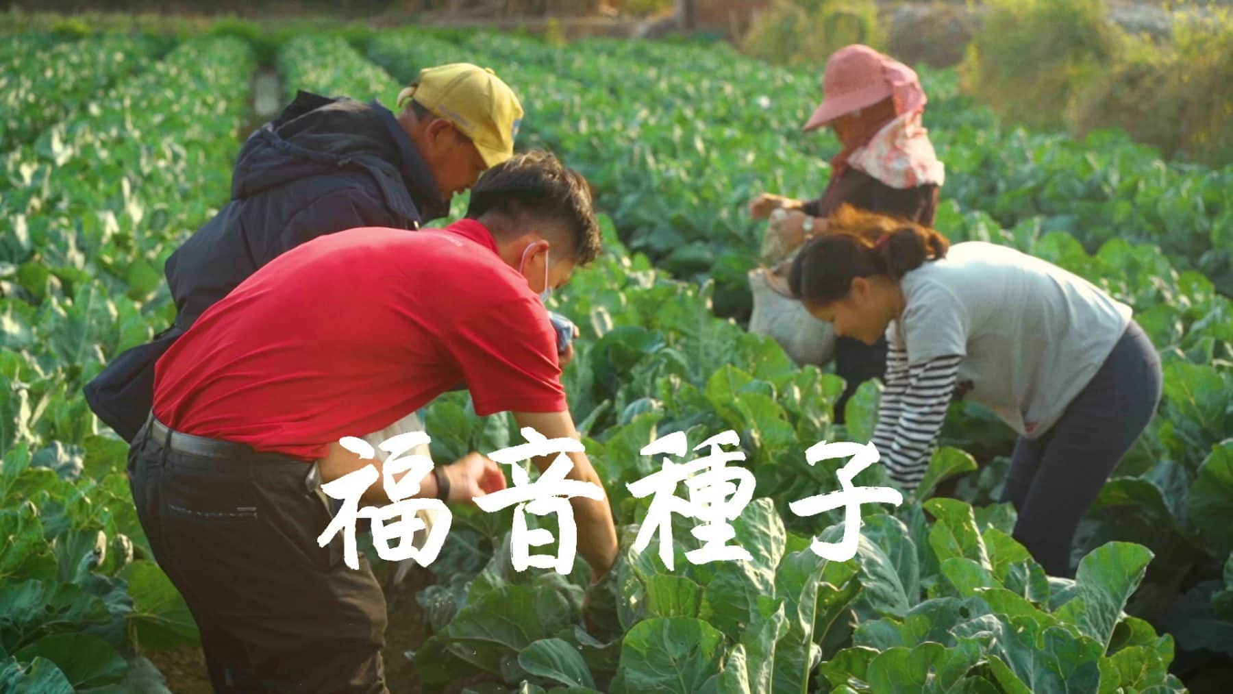 福音種子